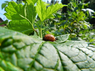 ladybug on a leaf