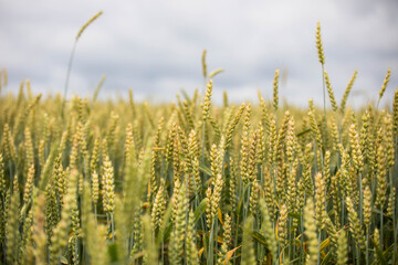 Wheat field on sunset
