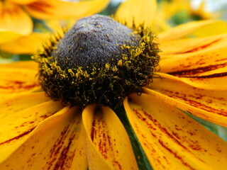 yellow sunflower close up