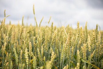 Wheat field on sunset