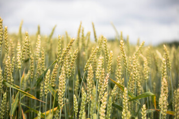 Wheat field on sunset