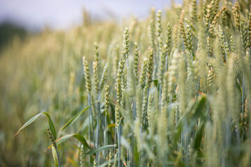 Fototapeta premium Wheat field on sunset