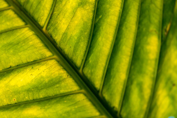 Grünes Blatt in Costa Rica