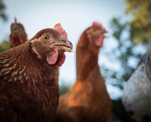 farm animals: hens and cock eating on outdoor. Organic farm, agriculture bio.