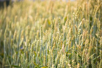 Fototapeta premium Wheat field on sunset