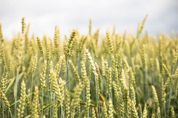 Wheat field on sunset