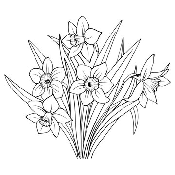 recommend clip art: Bouquet of daffodils contour on white background. Outline hand drawing sketch of narcissus flowers. Decorative element for natural or romantic design, botanical illustration, coloring book, tattoo.