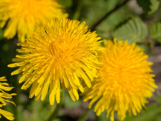 yellow dandelions close up