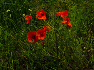 Flowers of the Botanical Garden in Radzionków. Ready for entry.