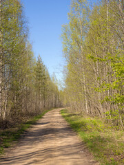 road in spring forest