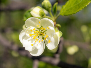blossoming plum close up