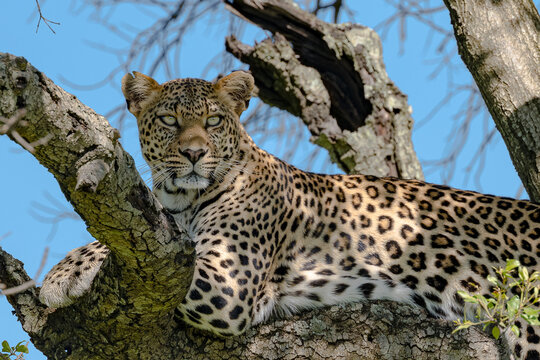 Leopard