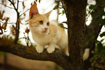 Naklejka na ściany i meble Cute ginger white cat play on a tree. Portrait of an domestic cat