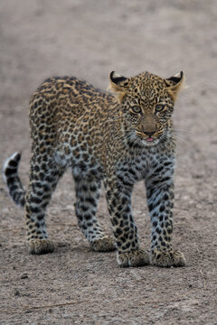Leopard
