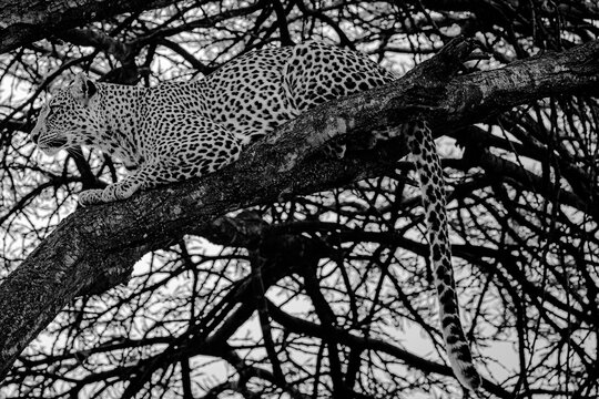Leopard