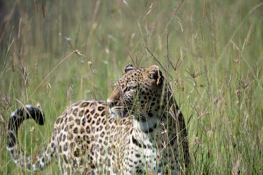Leopard