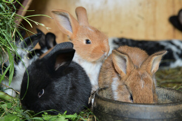 Small domestic rabbits eating grass in the nest 