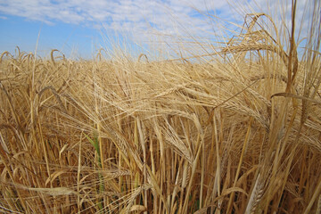 Fototapeta na wymiar Close-up of ripe barley field. Organic cereal crop with golden spikes, dry grains and long awns. Harvesting, agronomy. Hordeum vulgare. 