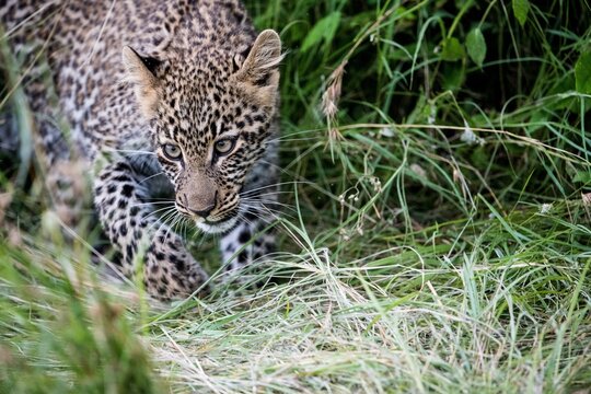 Leopard