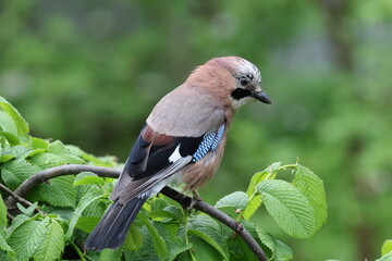 jay in the rain
