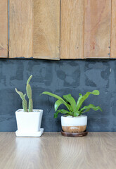 Potted plants on wooden countertops in front of concrete wall.