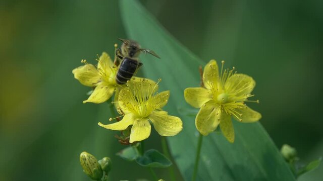 Bee is on bright yellow hypericum flowers. Bee squeezes flower stamens in its legs and collects pollen. Flower of Common Perforate St John's Wort (Hypericum perforatum)