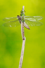 Nacimiento de libélula, Anax imperator, foto 9 de 9