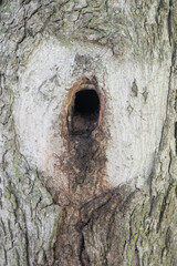 Fototapeta premium Abstraction from a tree