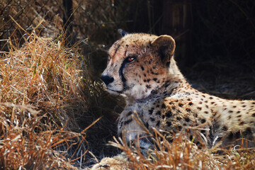 Sleepy cheetah in the South African sun