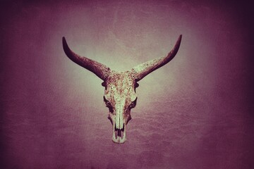 Fototapeta premium Longhorn skull on purple background