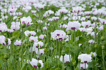Fototapeta premium beautiful white poppy field wallpaper, blooming the field