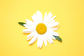 Camomile,chamomile,daisy flower top view on yellow background.