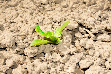 Saplings that are born on the sand and grow alone on the sandy​ ground. The sapling grows in the garden after rain. Young plant growing out from soil in the summer morning light.