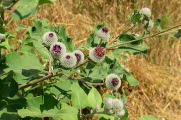 Arctium is a genus of biennial plants commonly known as burdock, family Asteraceae. Native to Europe and Asia, several species have been widely introduced worldwide.