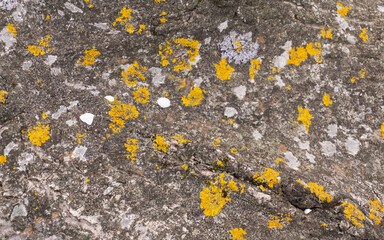 Yellow and white lichen on the old wooden bark. Nature background. Neutral abstract pattern. Old stone pattern. 