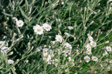 Gypsophila repens, known as alpine gypsophila or creeping baby's breath, is a species of flowering plant of the family Caryophyllaceae, native to the mountains of central and southern Europe.
