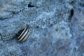 Striped snails shell on the grey rock. Close up shot with copy space.  Nature pattern background.
