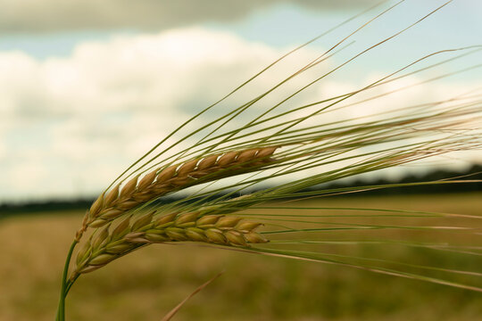 Two spikelets on the field background.  Harvest concept. Agriculture background pattern. Spikelets of wheat. 