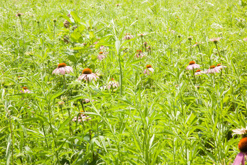 Purple Cone flower in the sunshine