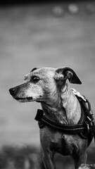 black and white dog