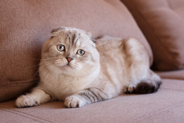 Portrait of a scottish fold cat. Gray cat with beautiful patterns.
