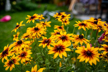 gelbe Sommergartenblumen im garten