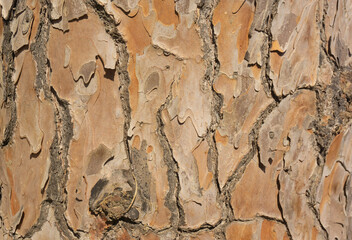 Close up shot of the bark texture of the pine tree. The stone pine, botanical name Pinus pinea,...