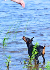 dog in water