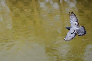 Pigeon flying over the lake 