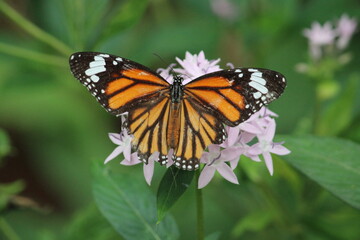 The Angel on a flower