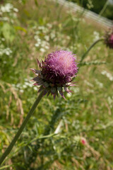 Purple Thistle blooming in a field