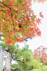 Natural background of Japanese maple leave with sunray in autumn season at Japan