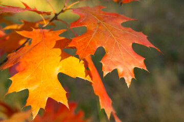 Autumn tree leaves. Quercus rubra, commonly called northern red oak or champion oak. Fall background. Autumn texture. 