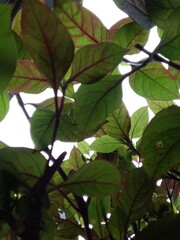 green leaves in the sun